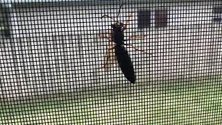 Cicada Killer Hornet Not A Murder Hornet comes for a visit/ Murder Hornet/Cicada Killer Hornet