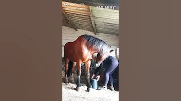 So Funny Horse Funny Girls Horse Girl Funnygirl Tranding Shorts Viral Short 