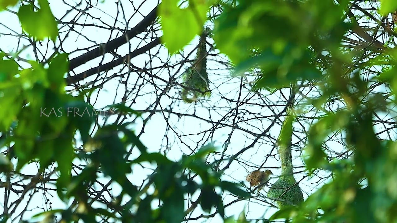 A Tiny House: A Bird's Perch on a Tree Branch#KASFRAMES