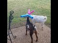 Pet Goats Butt Heads With the Help of Pool Noodles
