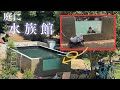 【庭に小さな水族館】自宅に釣った魚を飼育する生簀の池を作った