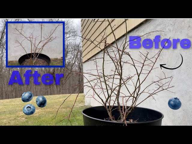 How to prune a blueberry bush class=