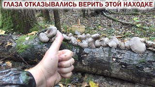 видео: ❗ ГЛАЗА ОТКАЗЫВАЛИСЬ ВЕРИТЬ ЭТОЙ НАХОДКЕ! 👉ГРИБЫ в ОКТЯБРЕ 2024. картинка: ❗ ГЛАЗА ОТКАЗЫВАЛИСЬ ВЕРИТЬ ЭТОЙ НАХОДКЕ! 👉ГРИБЫ в ОКТЯБРЕ 2024.