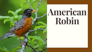 All About American Robins: Song, Nesting, Providing Foods