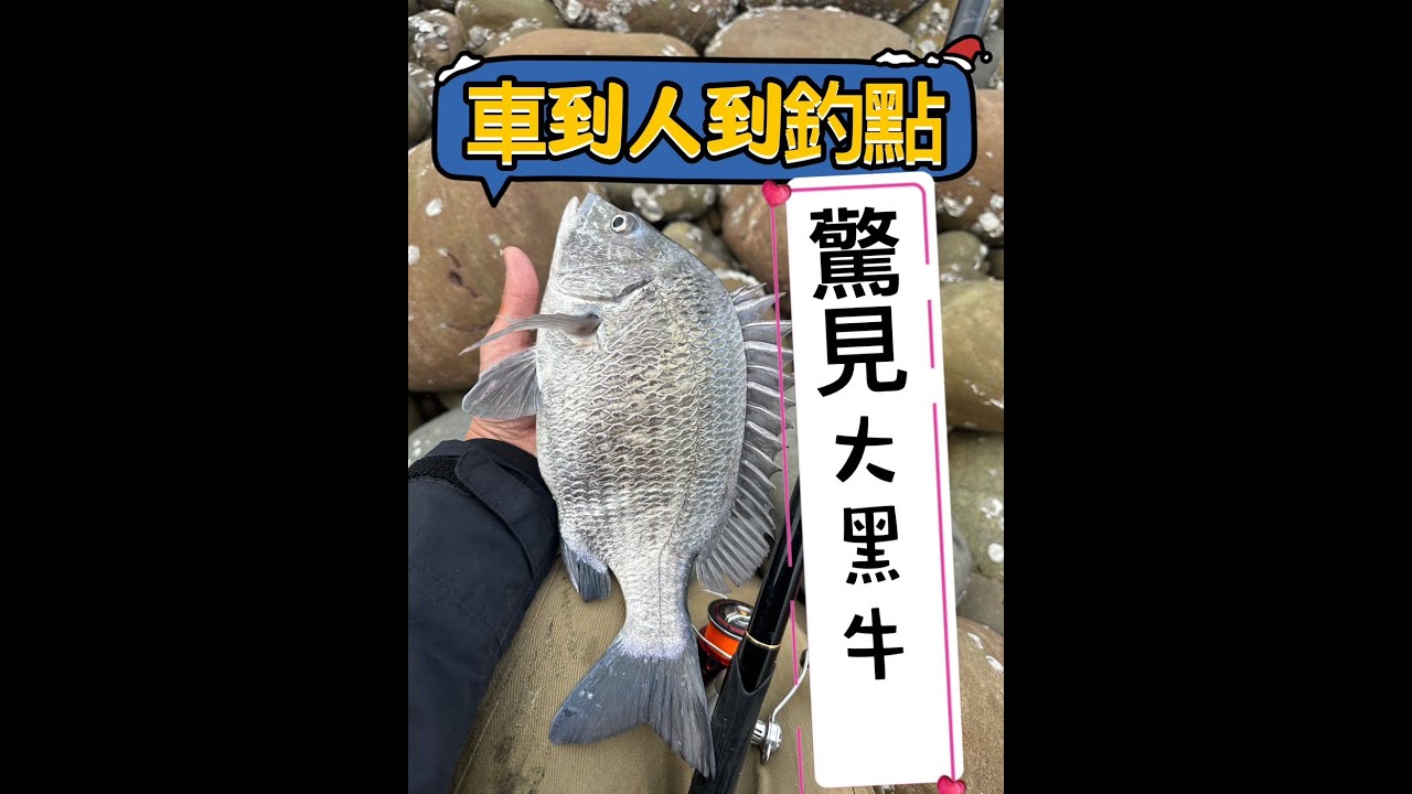 [磯釣]巧遇大黑牛以及良型沙格 路邊車到人到懶人釣點 #fishing #gamakatsu #熱門 #磯釣り #熱門