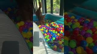 I built my dogs a giant ball pit! #goldendoodle #dogdad #ballpit