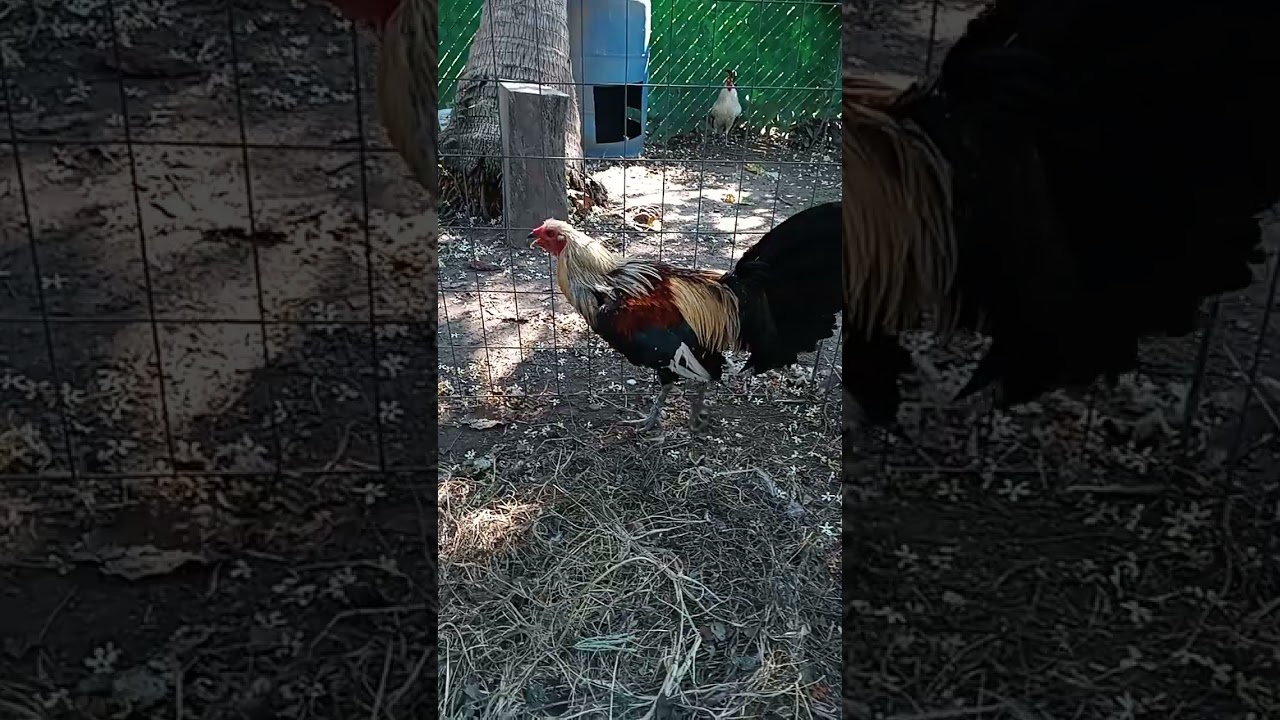 SE PUEDE USAR UN GALLO DE COMBATE PARA CRIA?