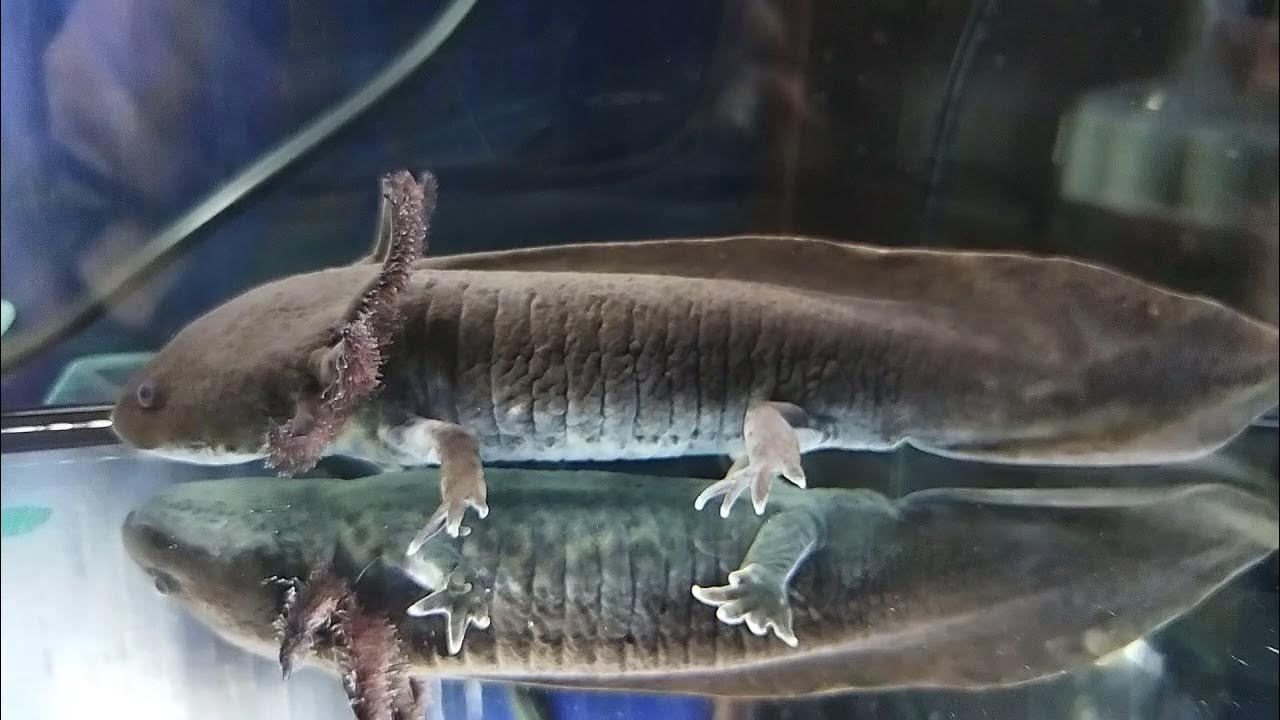 アンダーソンサラマンダー ウーパールーパー マーブル ハイブリッド 飼育水槽 Youtube