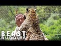 The Man Who Lives With Leopards  BEAST BUDDIES
