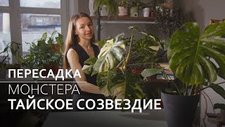 Монстера Тайское созвездие: пересадка и черенкование