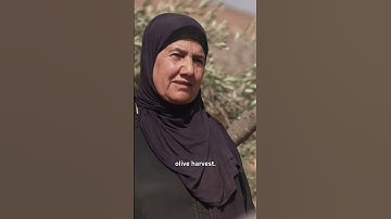 Israeli settler attacks threaten Palestinian olive harvest