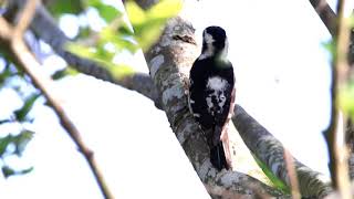 Download Lagu ときめきのルパ   (心動的倫巴) 音圆 47016 MP3