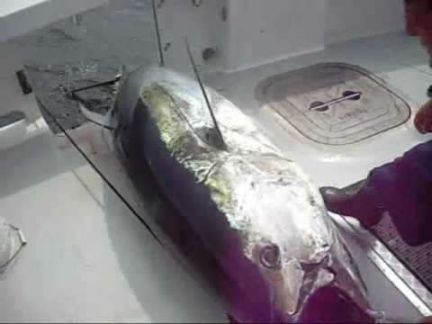Karen Lynn Charters Giant BlueFin Tuna Video! Gloucester, Massachusetts