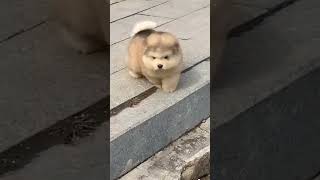 Cute Alaskan malamute puppies running ♥♥