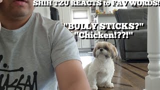 How my Shih Tzu reacts using her favorite words! by Mikki Shih Tzu 2,768 views 11 months ago 1 minute, 29 seconds