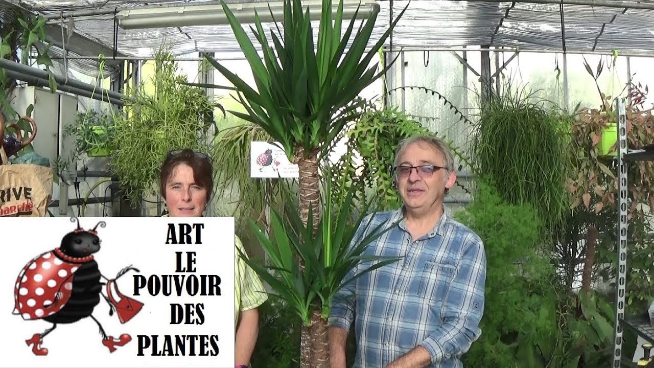 Conseil jardinage:yucca elephantipes:comment faire l'entretien et arrosage:Plante verte d'intérieur