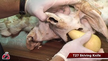 MV103 Tanning Part 3  Shaving the Hide and Neutralization HD