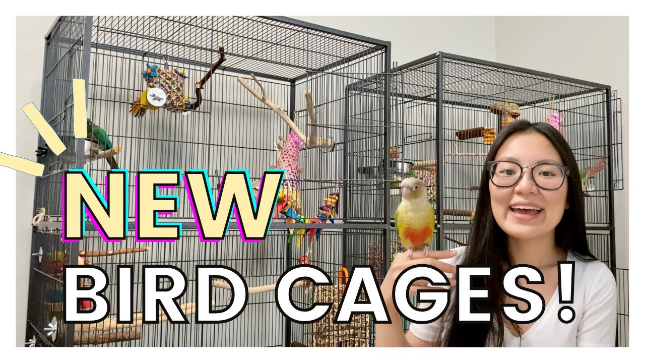 Setting Up My Birds' New Cages | Total Cost And Where I Got Everything! -  Youtube