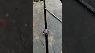pangolin  ,tenggiling