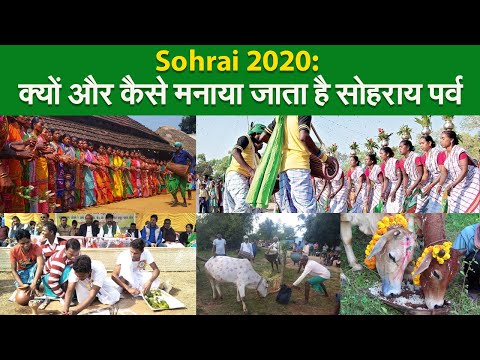 Sohrai 2020: क्यों और कैसे मनाया जाता है सोहराय पर्व