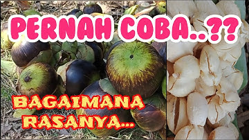 PANEN BUAH LONTAR || SIWALAN || TEKNIK MENGUPAS BUAH LONTAR || KULINER REMBANG
