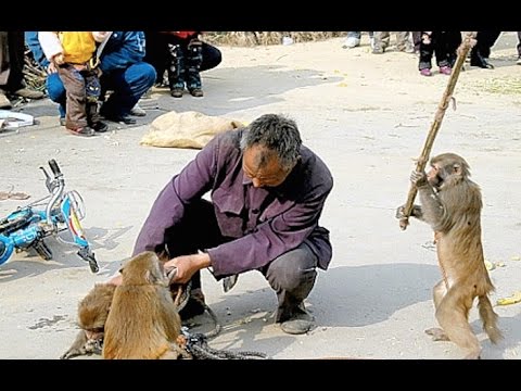 Funny Monkey video 2016 | Funny Animals