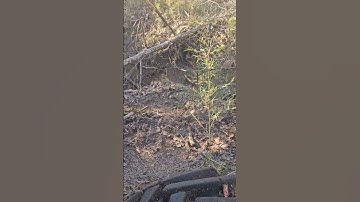 We Are Loggers‼️ #trending #logger #shortpants #logging #construction #logginglife #shortshorts