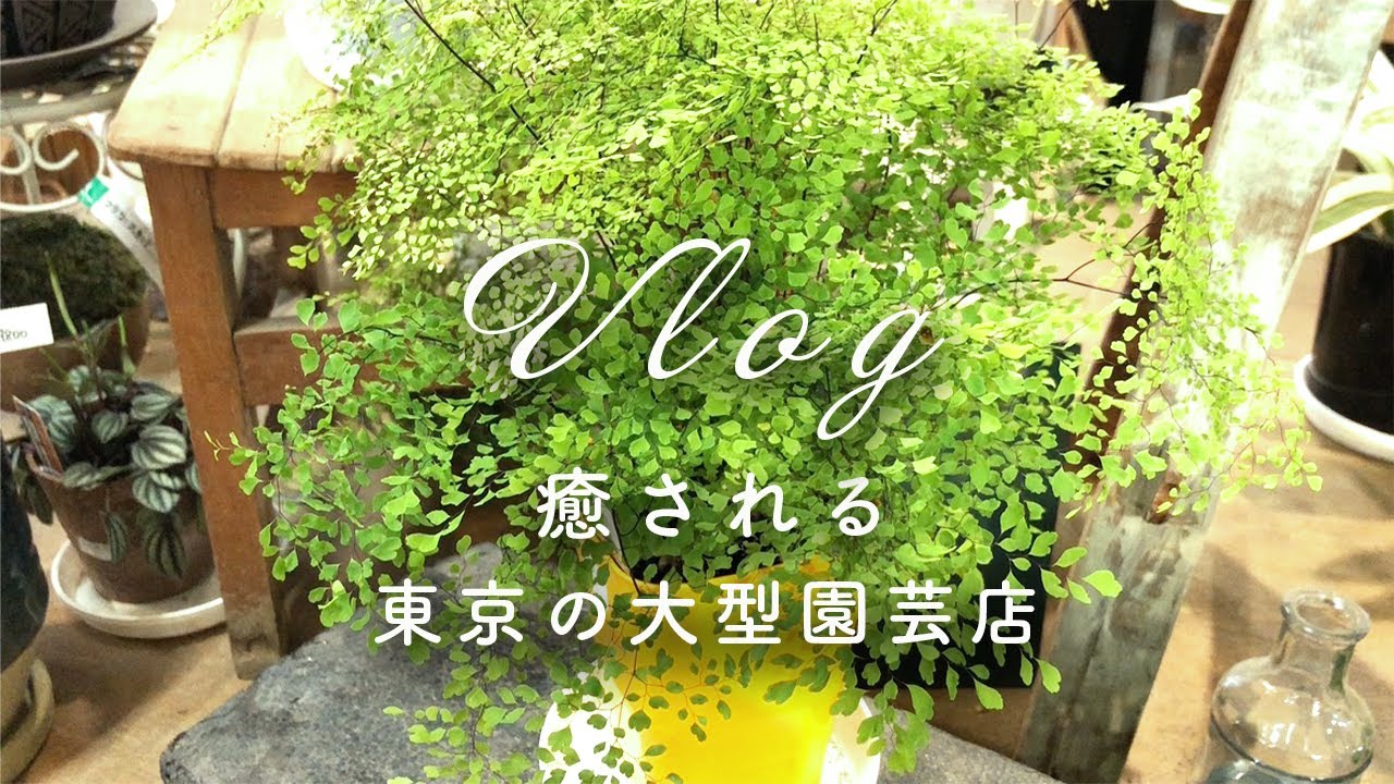 Vlog 癒される東京の大型園芸店 渋谷園芸 で観葉植物を買う お花屋さん 楽天ショッピング Youtube