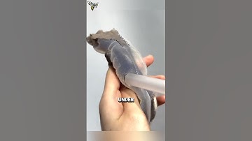 The Simple Trick Helps Geckos Shed Safely #animalfacts #wildlife #facts