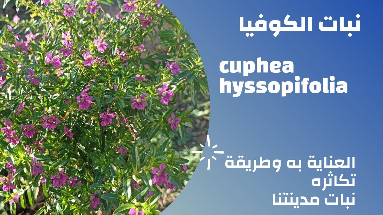 كل ماتحتاجه حول نبات الكوفيا وأحسن طريقة لتكاثره cuphea hyssopifolia