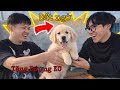 Dương KC Bất Ngờ Khi Được Mình Tặng Chó Golden Giá 5 Triệu