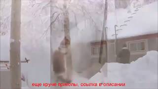 видео приколы про животных бесплатно 2016 видео приколы про животных бесплатно 2016