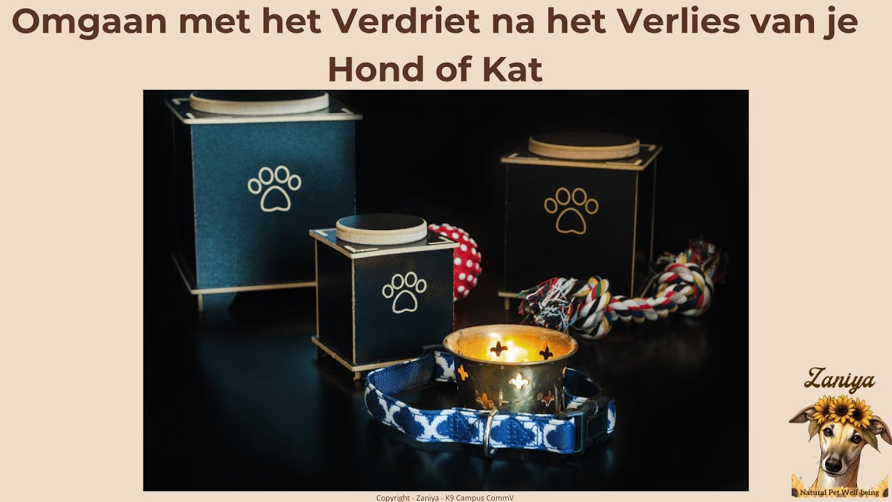 Omgaan met het Verdriet na het Verlies van je Hond of Kat