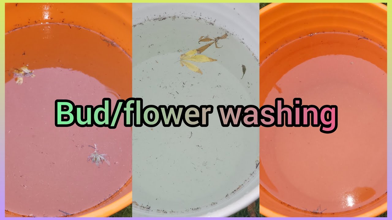 The Friendly Grower - Bud Washing