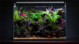 Paludarium, a healthy hobby that grows plants and fish together! We will make it into a video!
