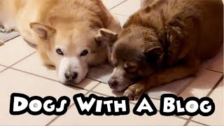 Life With Two Dogs | Simply Ena | Life in the US  🇺🇸🐶 | Dogs is better than human