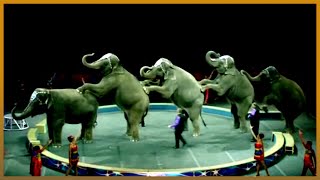 🇬🇧 UK's 250 years of circus 🎪: A look at how tastes have evolved | Al Jazeera English