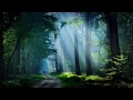 Nightingale's Song In The Forest In the Morning August 2017  -1hr beautiful relaxing birdsong