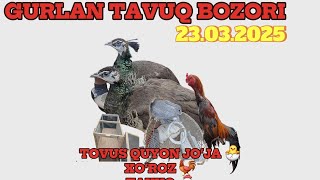 : XORAZM GURLAN  TOVUQ XOROZ  TOVUS  XAMDA JOJALAR NARXLARI B. N TANISHING 23.03.2025