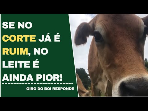 Se no corte já é ruim, no leite é ainda pior | Giro do Boi - 12/05/2022