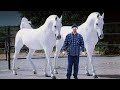 These Are 10 Most Unique Horse Breeds