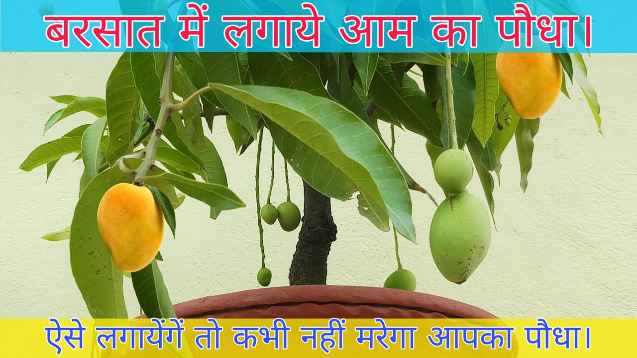 आम के पेड़ लगाने से पहले ये वीडियो देख लो । How To Grow Mango Plant