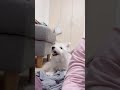 仔犬と手遊び☺️カチカチ歯を鳴らす