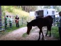 Feral horse Rescued  -  Heart of Phoenix Equine Rescue