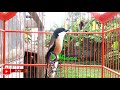 Pentet Juara Gacor Full Isian Kenari Mp3 - Mp4 Download