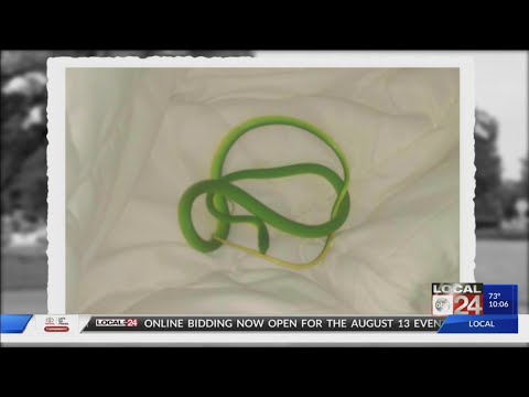 Woman Awakens To Find Snake In Her Memphis Hotel Bed