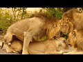 Wildlife Sex ❗️ Lioness Mating With 3 Brothers At A Time In Kruger National Park....!