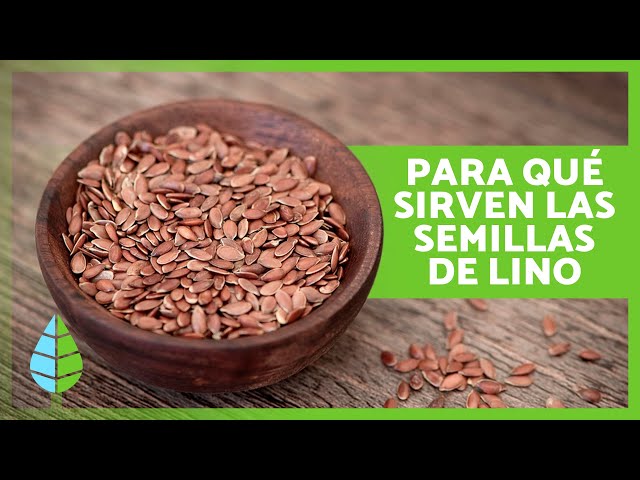 BENEFICIOS de las SEMILLAS de LINO ✓ (Propiedades, Para Qué