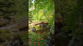 Kyoto Imperial Palace Garden. #kyoto #travel #2023 #shortsvideo #japan #kyototrip #japantravel