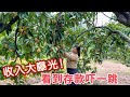 很多人都说小放夫妻发财了,卖果一天挣几百上千元。今天曝光收入,看到存款吓一跳